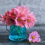 Apricotta Cosmos in vase 
