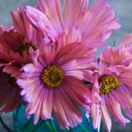 Apricotta cosmos