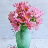 Apricotta Cosmos in vase