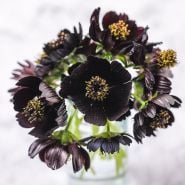 Cosmos Black Magic