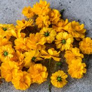 Cosmic Yellow Cosmos arranged on a stone background.