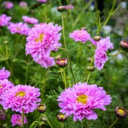 Double Dutch Rose Cosmos Growing in a Garden