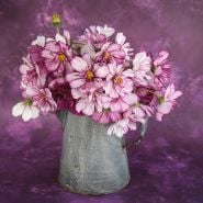 Fizzy Rose Picotee Cosmo in a vase