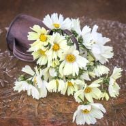 Japanese Kiiro Cosmo bouquet in a watering can on its side.