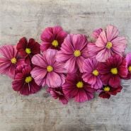 Rubinato Cosmo Flowers on wood background