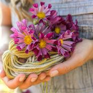 See Shell Cosmos held in hands on top of yarn ball