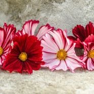 Cosmos Seeds, Velouette