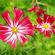 Velouette Cosmos