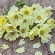 Xanthos cosmos on wood table 