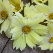 Macro Shot Of Xanthos Cosmos