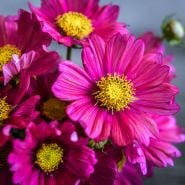 Closeup Macro Shot of Xsenia Cosmo