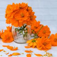 A glass vase full of Cosmic Orange Cosmos surrounded by blooms and petals on light background.