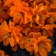 Close-up macro of Cosmic Orange Cosmos blooms.
