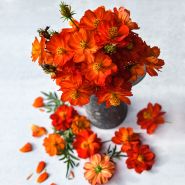 Cosmic Red Cosmos arranged in a tin cup surrounded by blooms on light background.