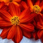 Close-up macro view of a few Cosmic Red Cosmos flowers.