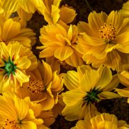 Close-up macro detail of Cosmic Yellow Cosmos flowers.