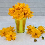 Cosmic Yellow Cosmos in a bright shiney yellow metal cup with blooms on light background.