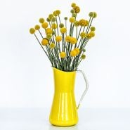 An arrangement of Yellow Drumstick Craspedia flowers in yellow pitcher showing the long stems.