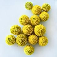 Over a dozen Yellow Drumstick Craspedia flowers arranged on light background.