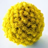 A close-up macro detailed view of single Yellow Drumstick Craspedia flower.