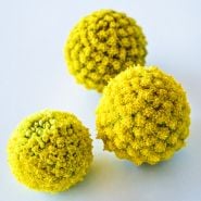 A close-up view of a trio of Yellow Drumstick Craspedia little globe flowers on a white background.
