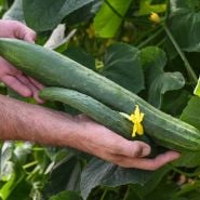 Aonaga Jibai cucumbers growing in garden.