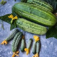 Dar Cucumber on blue background.