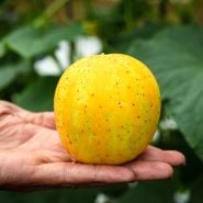 Lemon Cuke in hand fresh from garden.