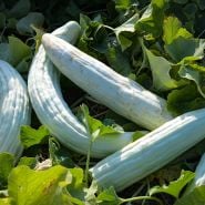 Armenian Yard-Long Cucumbers in garden.