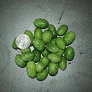 Mexican Sour Gherkin with coin for size reference.