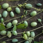 Mexican Sour Gherkin growing in gardens.