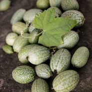 Mexican Sour Gherkin with foliage.
