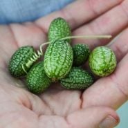 Mexican Sour Gherkins in palm of hand.