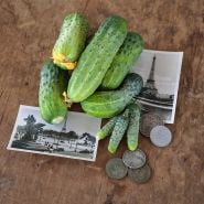 Parisian Pickling cucumbers with coins for size reference. 