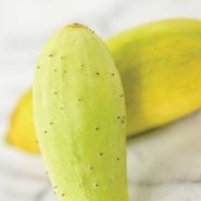 Poora Kheera Cucumbers on white background.