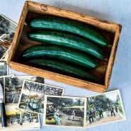 Tokiwa Tokyo Green Cucumbers in wooden tray on light background with postcards.