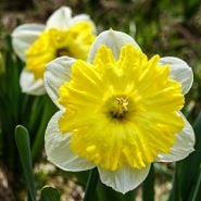 A pair of Dinnerplate Daffodils blooming in the gardens at Baker Creek.