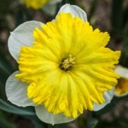 A close-up macro of a Dinnerplate Daffodil blooming at Baker Creek.
