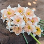 A bouquet of Dance With Me Daffodils on a wood board. The daffodils are double-flowered with white outer petals and blush pink centers. 
