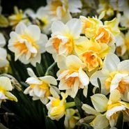 A sea of Sweet Ocean Daffodils growing by the road at Baker Creek.