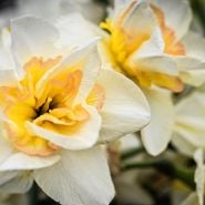 Close-up of Sweet Ocean Daffodil s in the garden at Baker Creek.