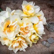 A bouquet of Sweet Ocean Daffodils with some Dutch coins on a wooden background. 