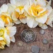 Close-up of Sweet Ocean Daffodil on a wooden background with Dutch coins.
