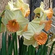 Ruby Shu Daffodils blooming by an old wooden building. Image courtesy of Fluwel.