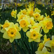 A patch of Warming Up daffodils showcasing their Light yellow outer leaves and sunny yellow centers. 