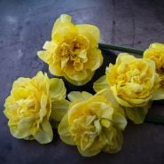 Multi-petaled Art Design Daffodils on dark background.