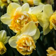 Multi-petaled Art Design Daffodils blooming in the garden. Image courtesy of Fluwel Bulb Co. 