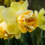 Close-up of Art Design Daffodil blooms.