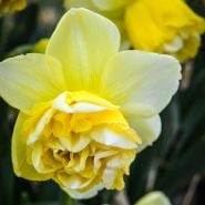 Close-up of Art Design Daffodil blooms.
