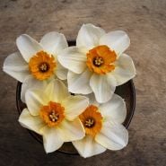 Barrett Browning blooms in brown bowl.